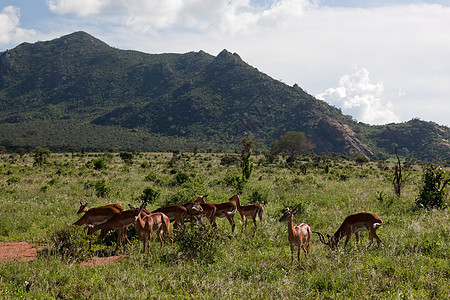 在非洲热带草原上聚集了伊卜拉人飞跃动物棕褐色团体荒野野生动物喇叭大草原跑步国家图片