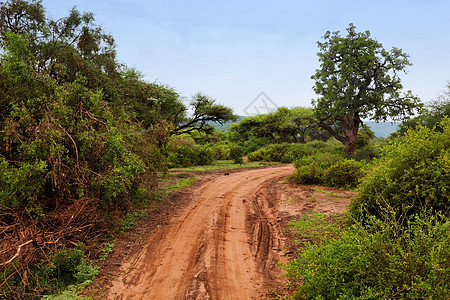 红地路 热带草原灌树 察沃西部 肯尼亚 非洲风景大草原土壤地面丘陵环境植物群天空荒野国家图片
