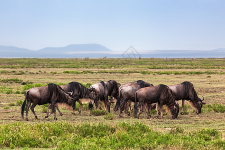 野生动物群 非洲热带草原的Gnu食草风景角马野生动物哺乳动物动物大草原日落公园人群图片