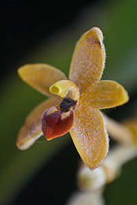 泰国森林中的野生兰花植物园植物学叶子野生动物荒野绿色植物群彩色雨林热带图片