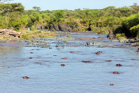 河马 河马在河里 塞伦盖蒂 坦桑尼亚 非洲凹陷风景流动丛林荒野眼睛石头危险团体岩石图片