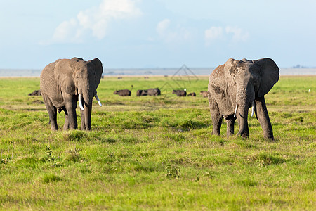 肯尼亚安博塞利的Safari 肯尼亚 非洲獠牙国家荒野全景公园团体家庭草原橙子蓝色图片