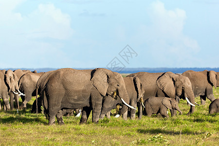 肯尼亚安博塞利的Safari 肯尼亚 非洲家庭哺乳动物环境獠牙动物荒野国家树干大草原旅游图片