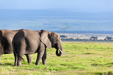 肯尼亚安博塞利的Safari 肯尼亚 非洲团体荒野蓝色草原橙子国家全景晴天大草原树干图片