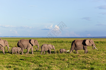 肯尼亚安博塞利的Safari 肯尼亚 非洲全景獠牙野生动物国家大草原公园荒野家庭树干动物图片