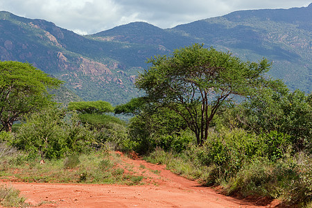 红地路 热带草原灌树 察沃西部 肯尼亚 非洲衬套天空植物群风景植物丘陵生态大草原蓝色国家图片