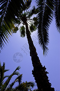 热带树木生长旅行蓝色气候照片假期美丽情调棕榈叶子图片