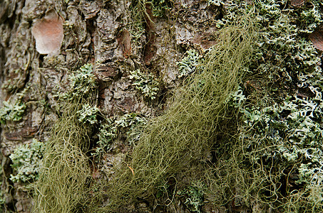麻风树皮植物群橡木公园木材树干地衣木头森林宏观环境图片