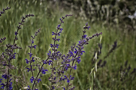 野草本底的紫花农业绿色杂草风景机缘图片