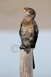 科莫龙海鸟类自然海鸟树桩鸬鹚动物群观鸟翅膀黑色荒野野生动物图片