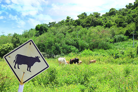 牛群在绿草地和牛标志中放牧小牛土地农村荒野蓝色农田天空场景团体哺乳动物图片