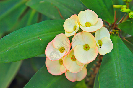 黄基督Euphorbia毫升德穆勒八仙公园雌蕊吉祥幸福花束热带水果传统荆棘冠图片