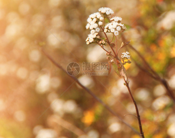 带回溯过滤效果的干草原花阳光季节干花花园背景草药叶子草地植物乡愁图片