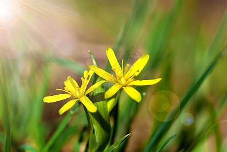 Gagea是春天的花朵 生长在潮湿的枯燥林地里季节金子森林植物草本季节性荒野黄色星星成长图片