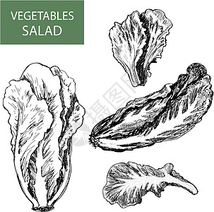沙拉     一套矢量说明蔬菜火箭食物植物生活农业花园饮食青菜卷曲图片
