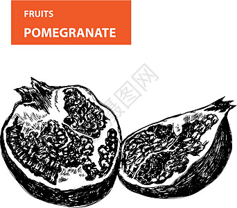 Pemagroate 颗粒石风格插图装饰涂鸦艺术草图生物绘画石榴热带图片