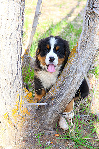 伯尔尼山狗哺乳动物宠物小狗白色棕色动物犬类图片
