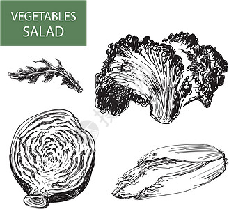 沙拉     一套矢量说明植物卷曲草药生活收藏火箭花园蔬菜食物饮食图片