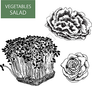 沙拉     一套矢量说明蔬菜饮食收藏食物火箭生活叶子农业花园生产图片