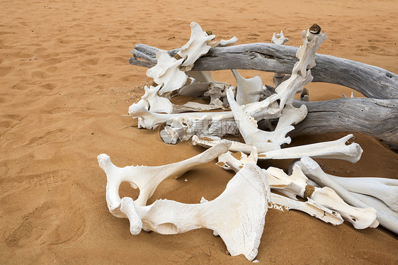 沙漠中的动物骨头图片