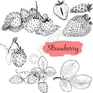 草莓健康饮食小吃花园饮食食物收获浆果绘画收藏收成图片