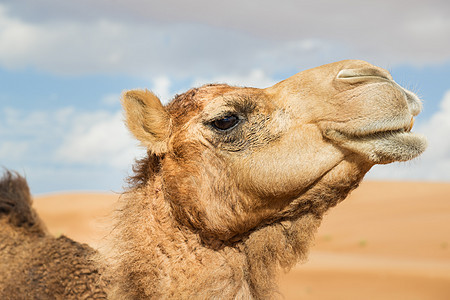 阿曼瓦伊巴骆驼天空假期旅行旱谷哺乳动物婴儿动物干旱沙丘图片