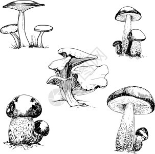 一套野生蘑菇团体帽子荒野插图绘画棕色森林黑色植物蔬菜图片