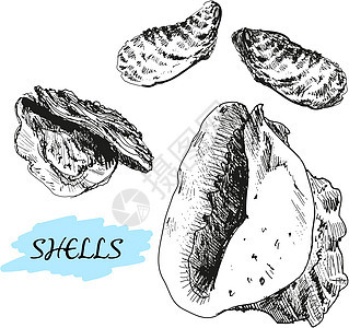 贝壳海岸蜗牛旅行白色水族馆绘画墨水雕刻螺旋插图图片