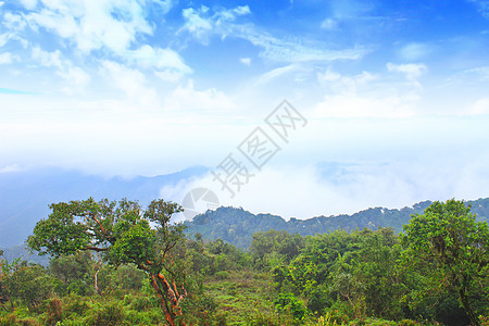 雾海以森林为前景 这里位于开河中橙子全景天空木头环境农村松树季节国家天气图片