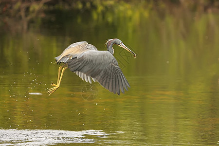 三色 Heron Egretta三色 飞行涉水荒野白鹭动物野生动物苍鹭图片