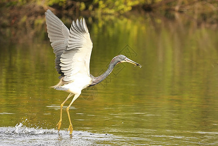 三色 Heron Egretta三色 飞行荒野苍鹭动物野生动物白鹭涉水图片