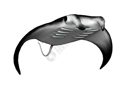 曼塔雷白色插图生物海上生活海洋亚热带游泳动物喇叭形蝙蝠图片