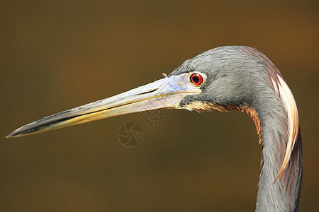 三彩色Heron 肖像(Egretta三色)图片