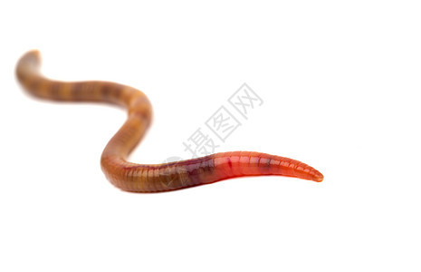 白色背景的动物蠕虫蚯蚓蠕变生物学脊椎动物环节红色地球环境天气棕色图片