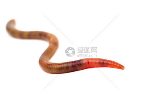 白色背景的动物蠕虫蚯蚓蠕变生物学脊椎动物环节红色地球环境天气棕色图片