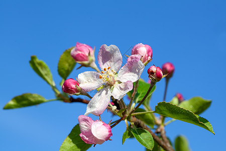 特写一棵美丽的春苹果树对面的鲜花雌蕊白色水平蓝色宏观花瓣昆虫花园水果苹果树图片