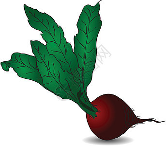 甜菜食物紫色白色红色卡通片叶子艺术蔬菜绿色棕色图片