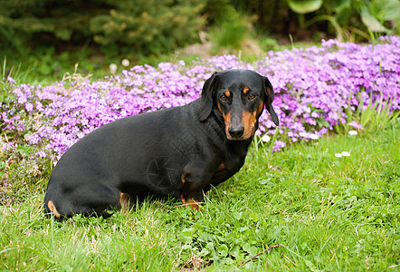 达赫肖德伴侣花园头发犬类生活毛皮花朵外套小狗哺乳动物图片