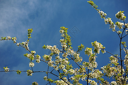 樱花花风景叶子蓝色花瓣环境花园生长植物天空植物群图片