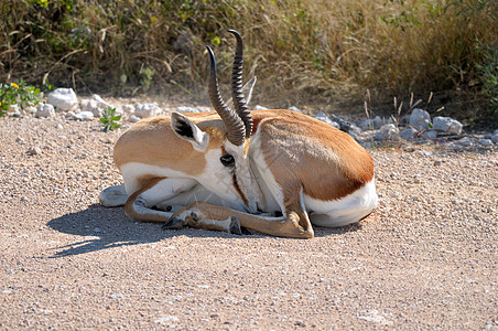 Etosha国家公园的Springbok袋貂沙漠荒野动物动物群哺乳动物羚羊野生动物图片