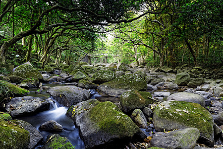 岩浆上沉落于石之上旅行公园清凉阳光溪流风景叶子生态木头远足图片