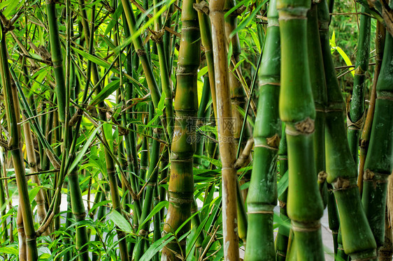 竹子作为背景封闭叶子丛林森林花园生态热带生长环境文化植物图片