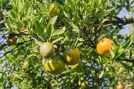果实成熟的橙子树生长绿色收成叶子阳光食物水果团体果园农场图片