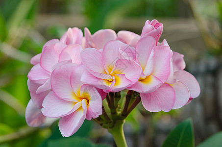 粉红花花植物群黄色鸡蛋花绿色花瓣叶子植物热带白色花园图片