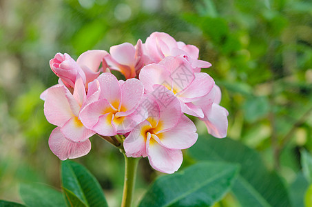 鲜鲜花花瓣局部花园热带植物群植物鸡蛋花黄色绿色白色图片