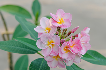 粉红花花花瓣绿色局部鸡蛋花花园叶子热带白色粉色黄色背景图片