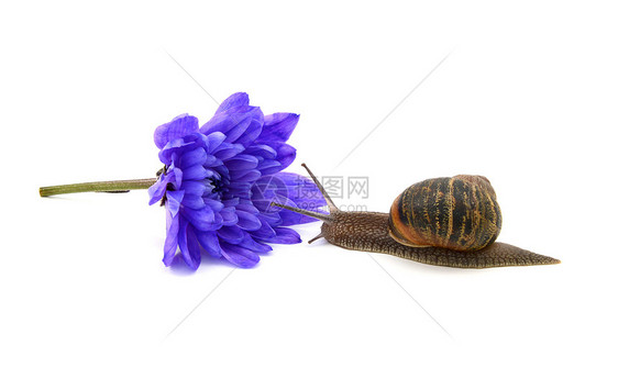 Snail 接近一个被切碎的蓝色菊花盛开图片