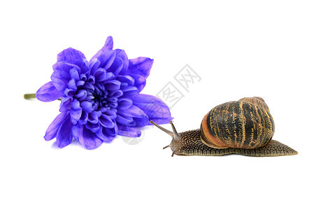 特写了一只蜗牛 在蓝色雪松前面有条状壳图片