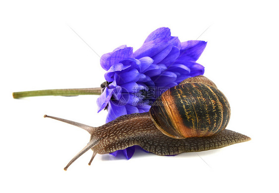 在蓝菊花流的花瓣上 滑过花园蜗牛图片