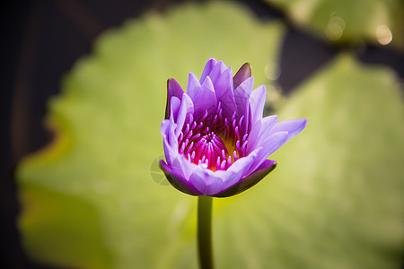 紫莲花公园花店花园蓝色树叶紫色宏观荷花百合花瓣图片